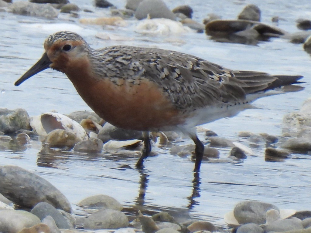 Red Knot - ML619779700