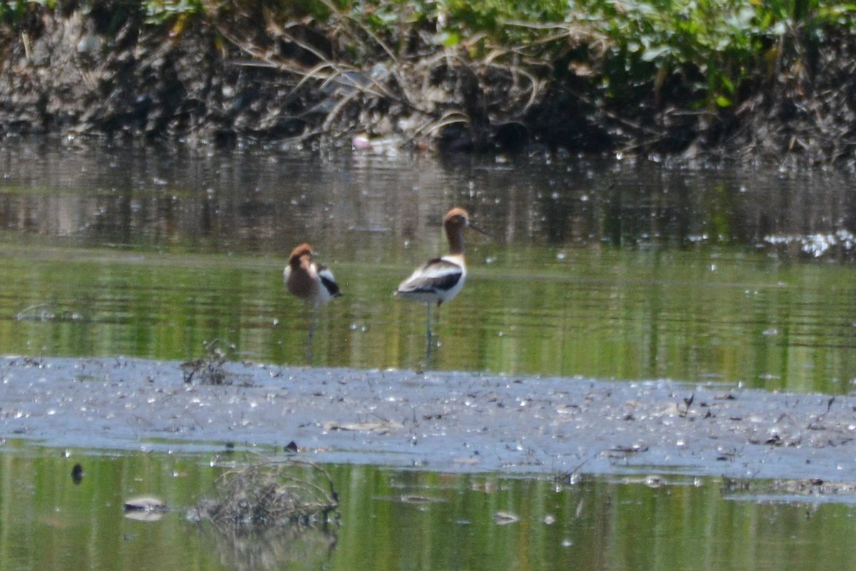 Avocette d'Amérique - ML619779706