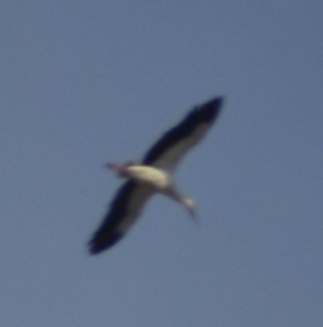 White Stork - ML619779727