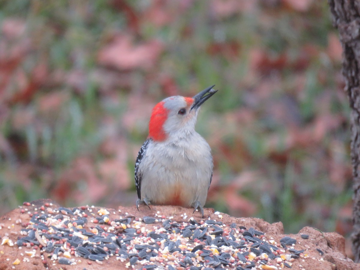 Red-bellied Woodpecker - David Wolf