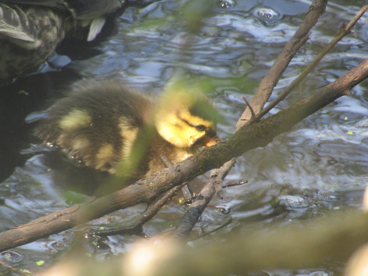 Mallard - ML619779765