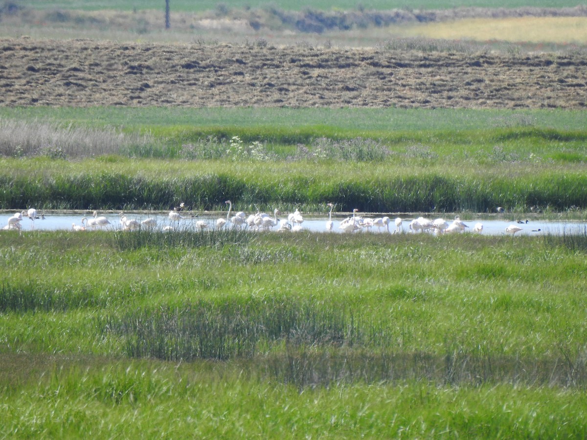 Greater Flamingo - ML619779793