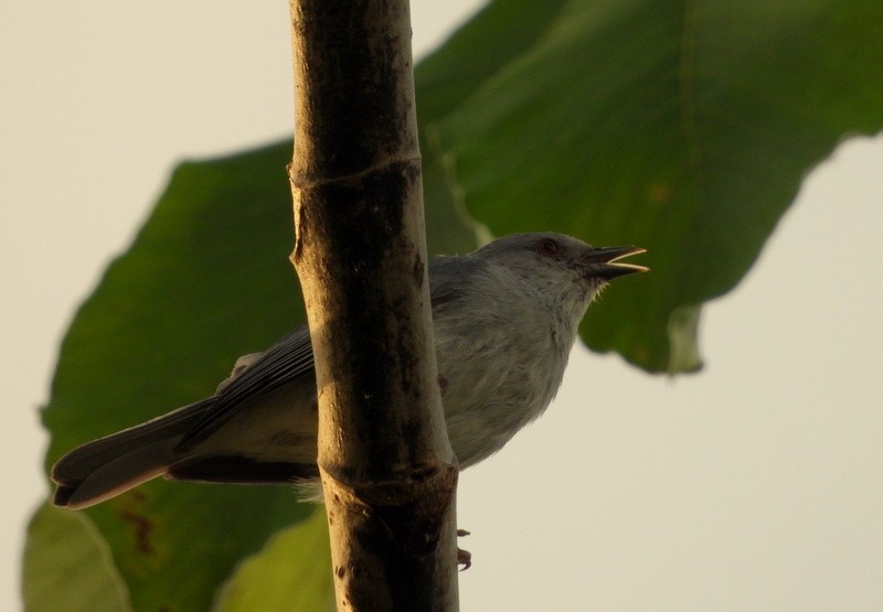 Pearly-breasted Conebill - ML619779823