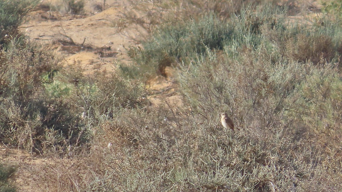 Isabelline Wheatear - ML619779831