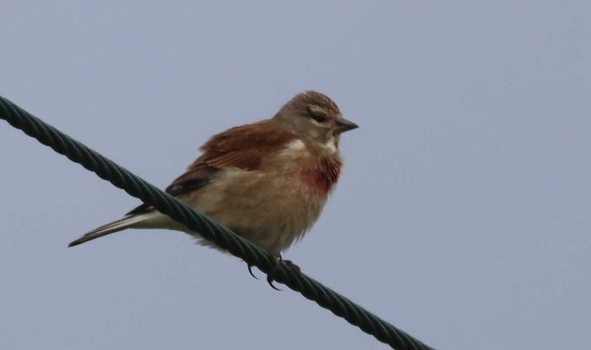 Eurasian Linnet - ML619779875