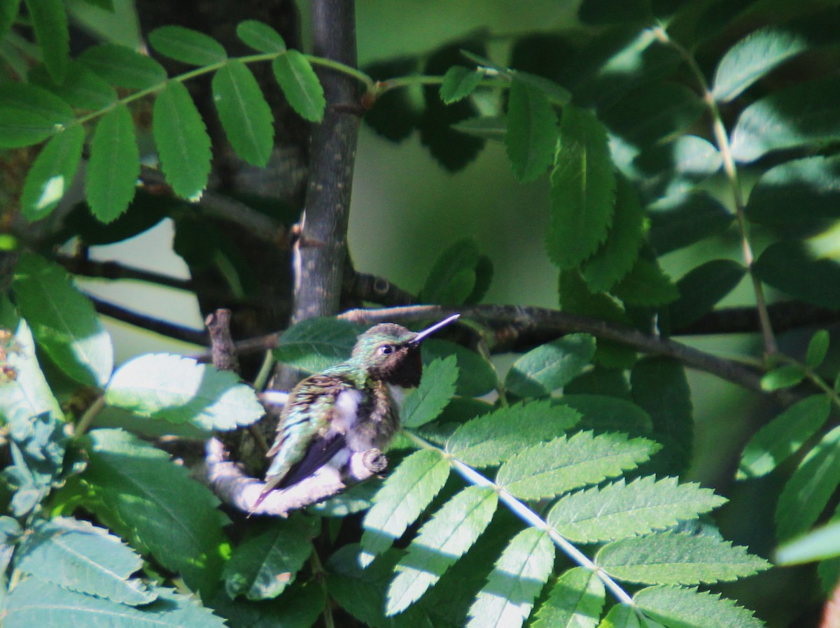 Ruby-throated Hummingbird - ML619779895