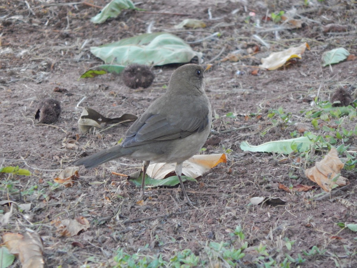 Pale-breasted Thrush - ML619779909