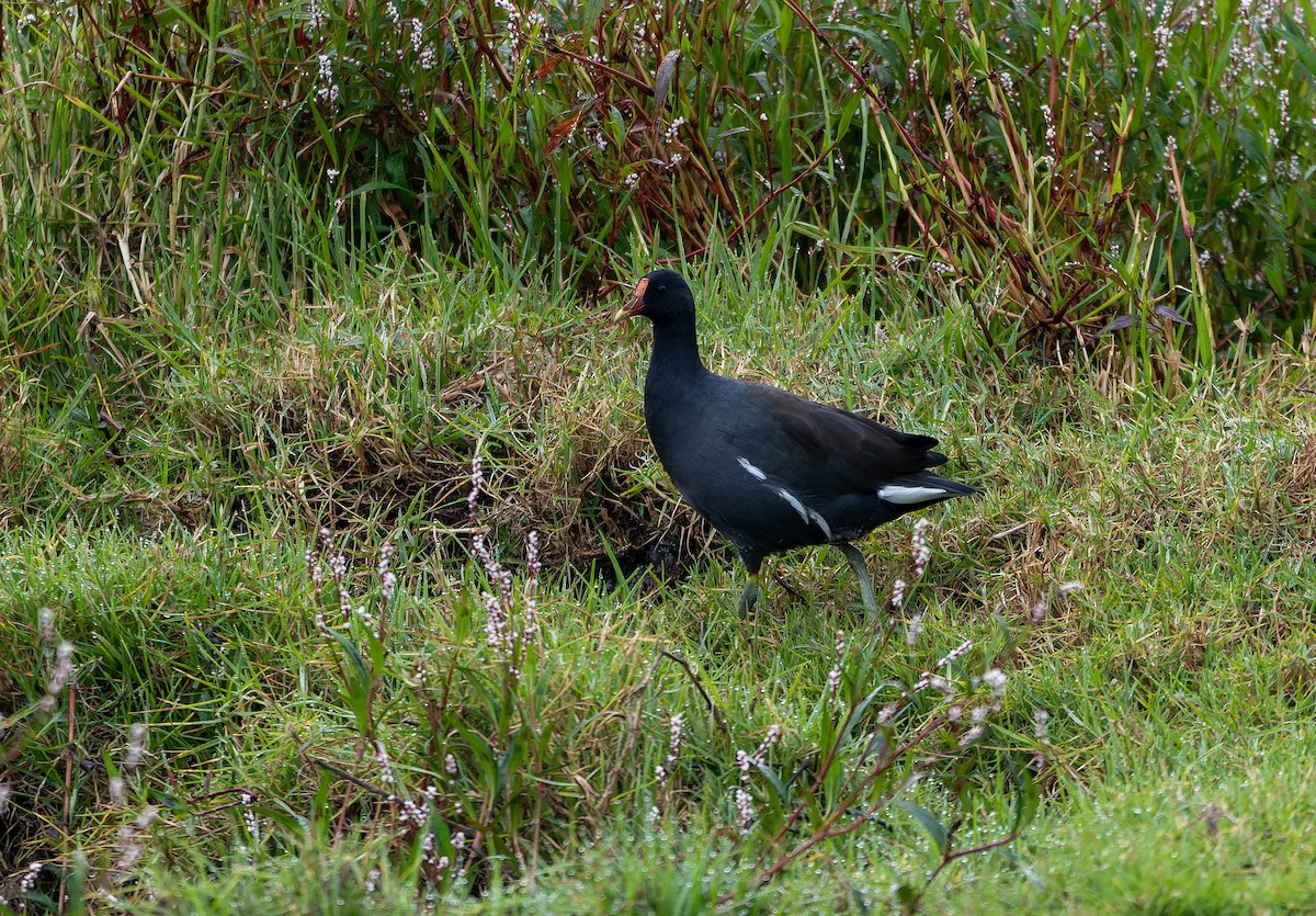 Gallinule d'Amérique - ML619779913