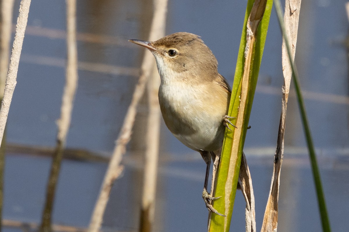 Common Reed Warbler - ML619779958