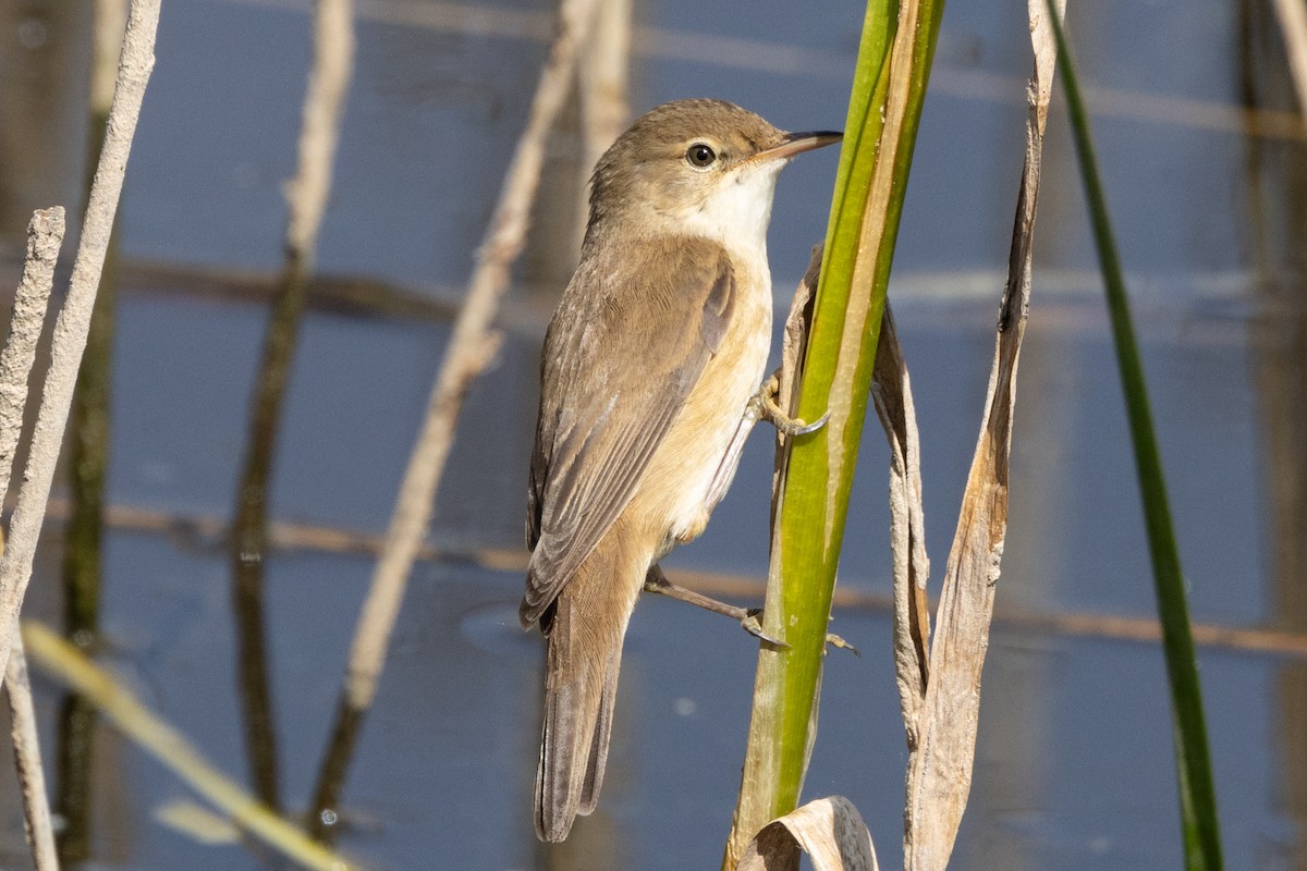 Common Reed Warbler - ML619779959
