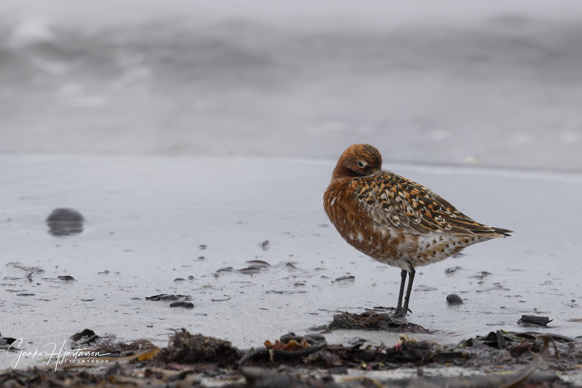 Curlew Sandpiper - ML619779994