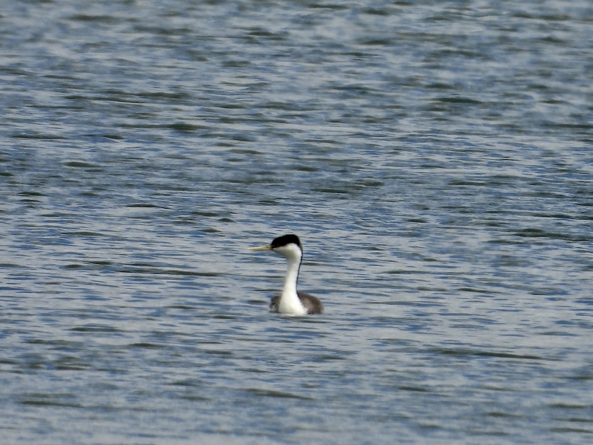 Western Grebe - ML619779996