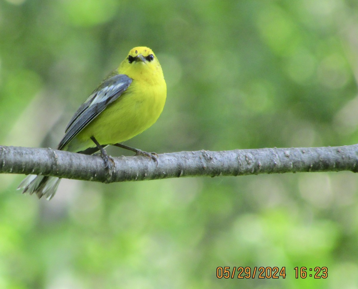 Blue-winged Warbler - ML619780001