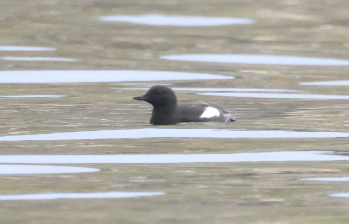 Guillemot à miroir - ML619780002