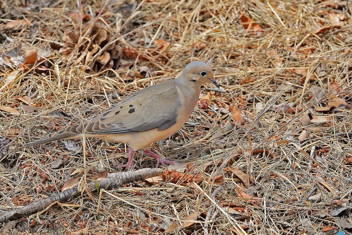 Mourning Dove - ML619780003