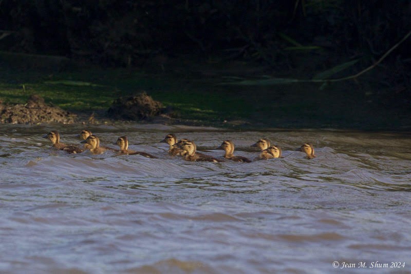 Canard colvert - ML619780022