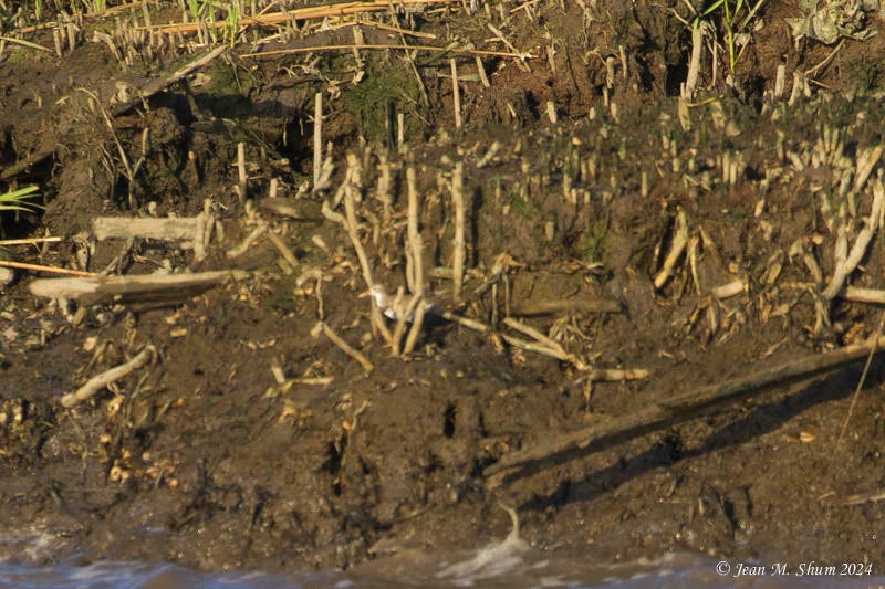 Spotted Sandpiper - ML619780037