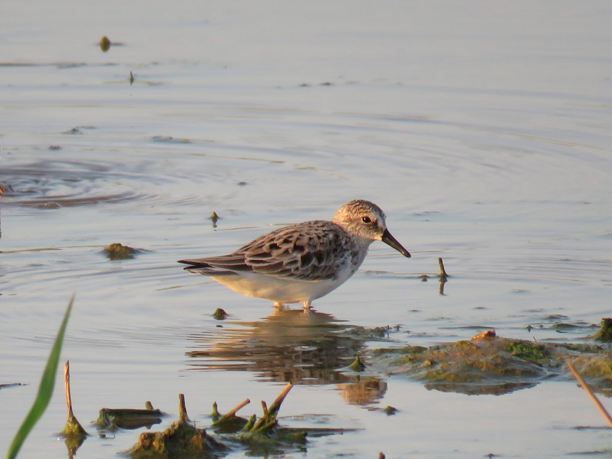 Semipalmated Sandpiper - ML619780039