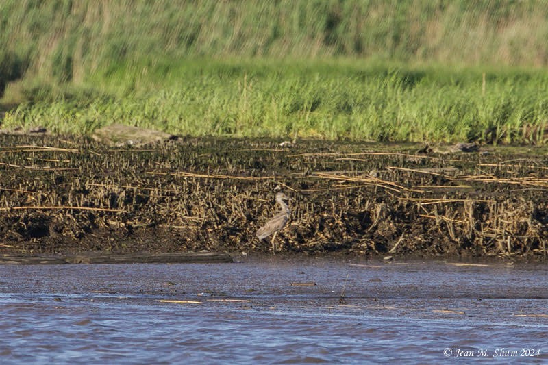 Yellow-crowned Night Heron - ML619780053