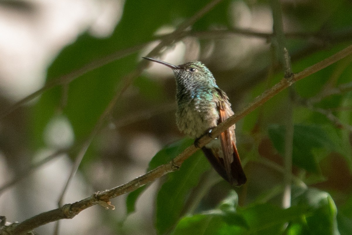 kolibřík mexický - ML619780072
