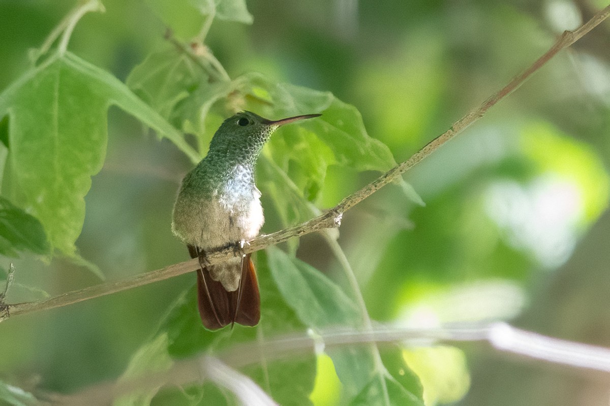 kolibřík mexický - ML619780073