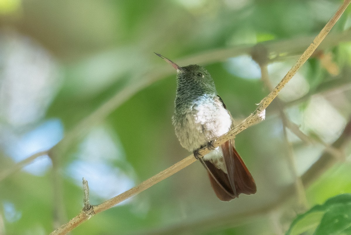 kolibřík mexický - ML619780074