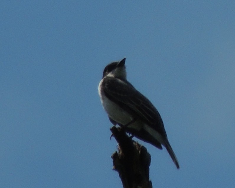 Eastern Kingbird - ML619780077