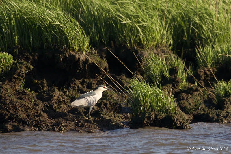 Black-crowned Night Heron - ML619780096