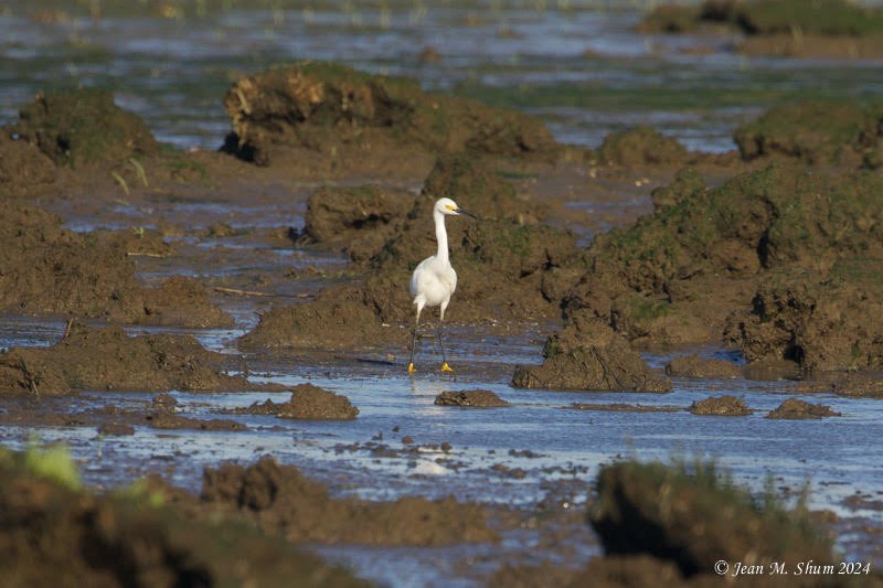 Snowy Egret - ML619780108