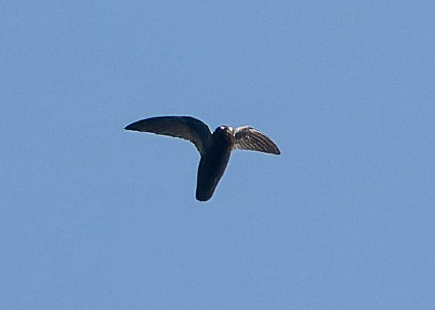 Spot-fronted Swift - ML619780124