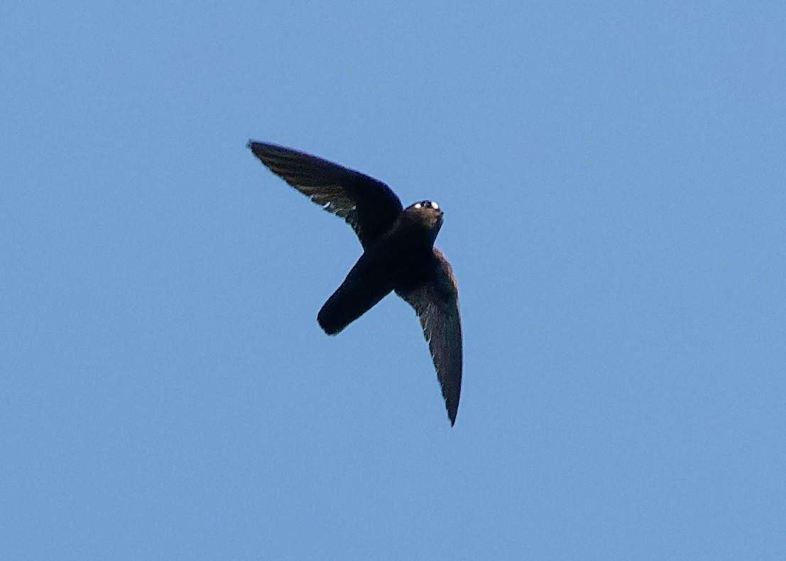 Spot-fronted Swift - ML619780125