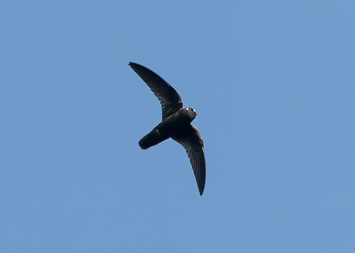 Spot-fronted Swift - ML619780126