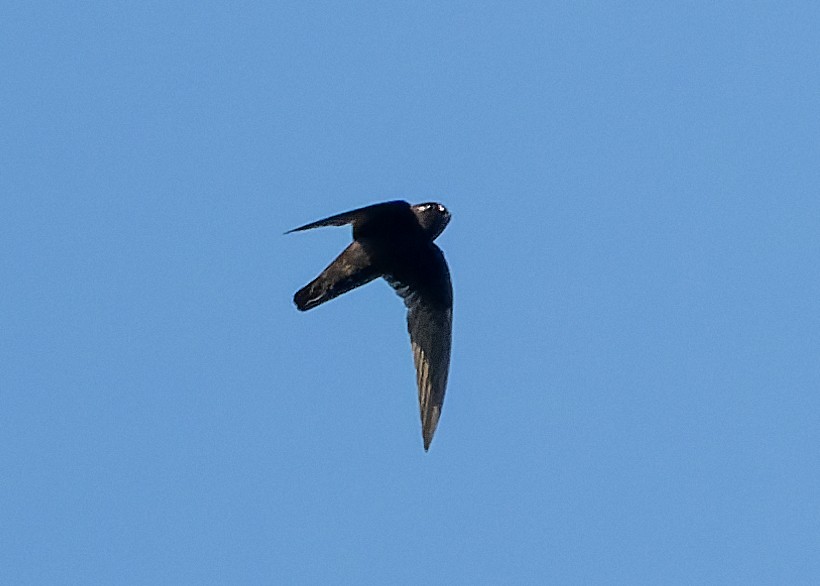Spot-fronted Swift - ML619780127