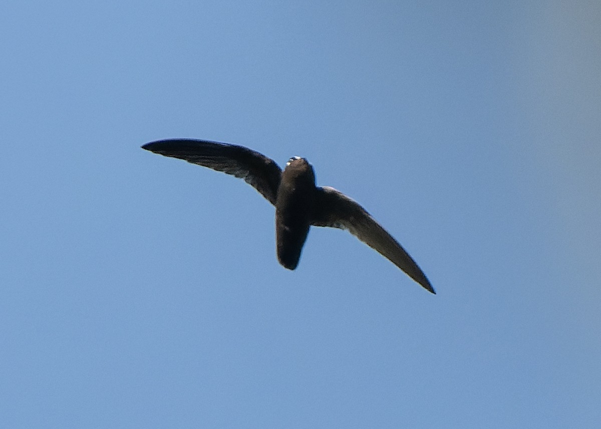 Spot-fronted Swift - ML619780128