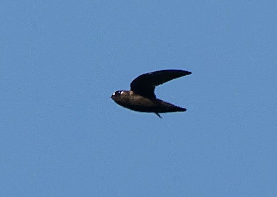 Spot-fronted Swift - ML619780129