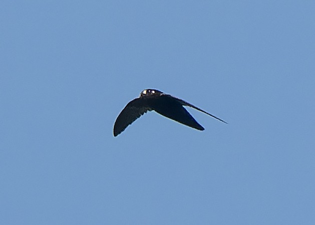 Spot-fronted Swift - ML619780130