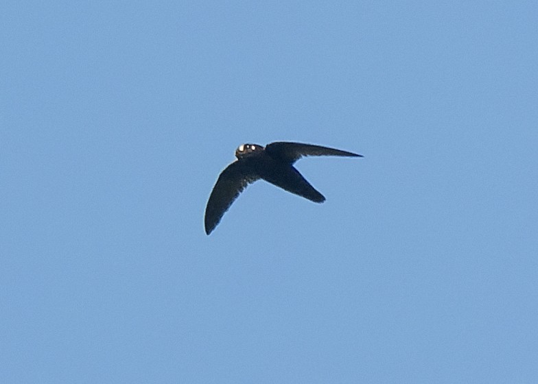 Spot-fronted Swift - ML619780131