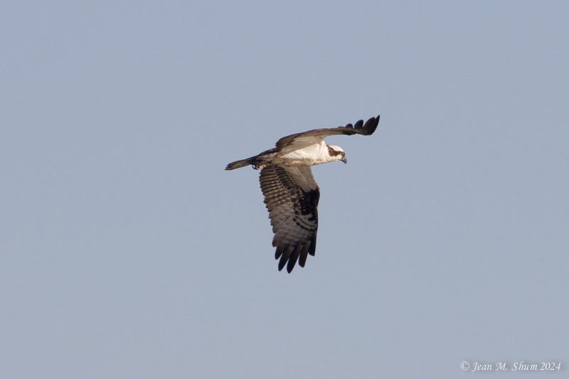 Balbuzard pêcheur - ML619780145