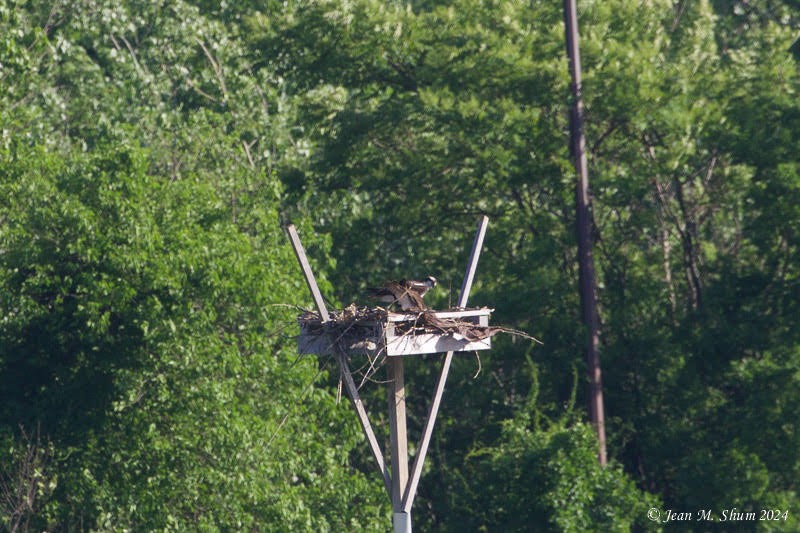 Balbuzard pêcheur - ML619780146