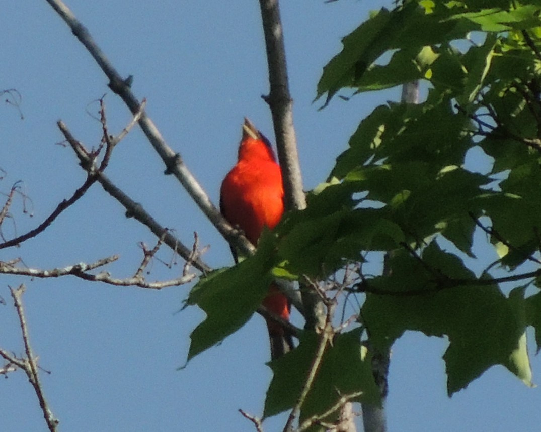 Scarlet Tanager - ML619780148