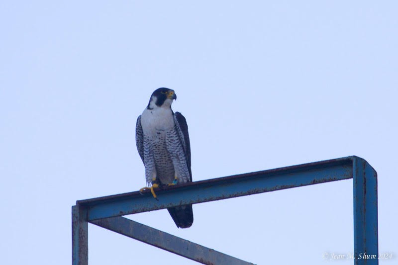 Peregrine Falcon - Anonymous