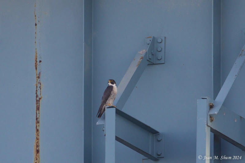 Peregrine Falcon - ML619780180