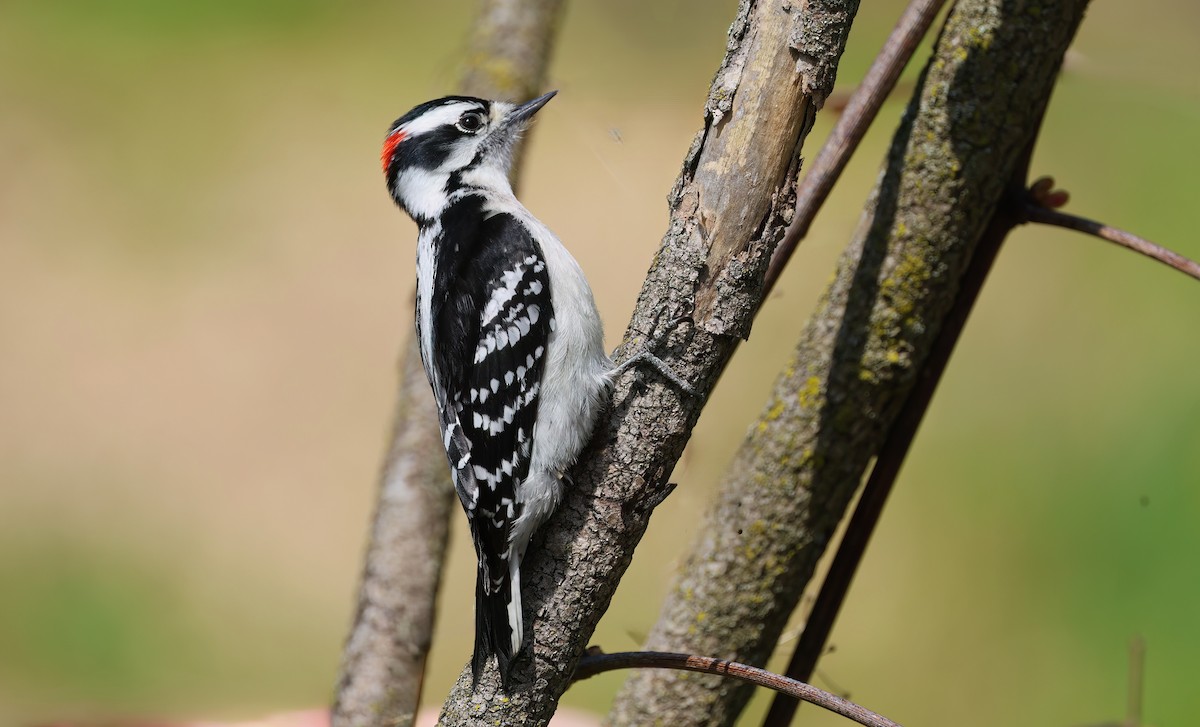 Downy Woodpecker - ML619780192