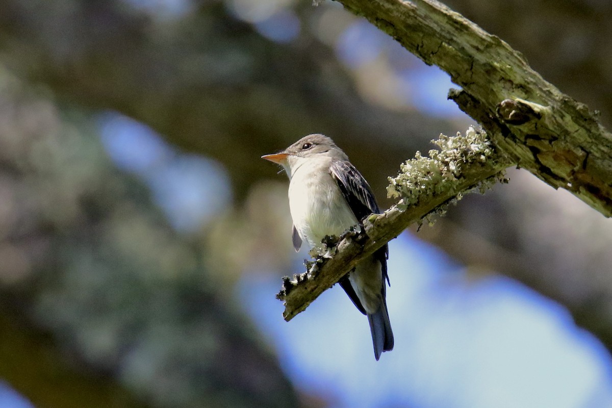 Eastern Wood-Pewee - ML619780201