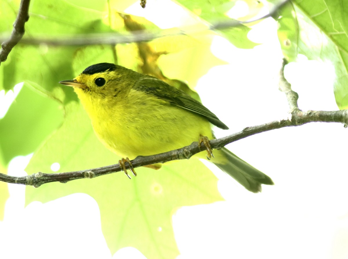 Wilson's Warbler - ML619780202