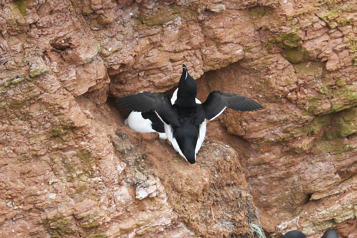 Razorbill - ML619780225