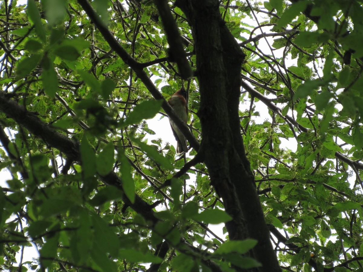 Bay-breasted Warbler - ML619780231