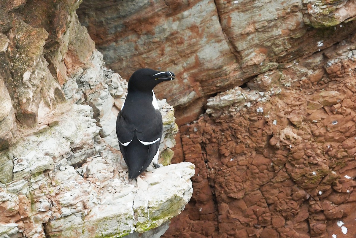 Razorbill - ML619780234