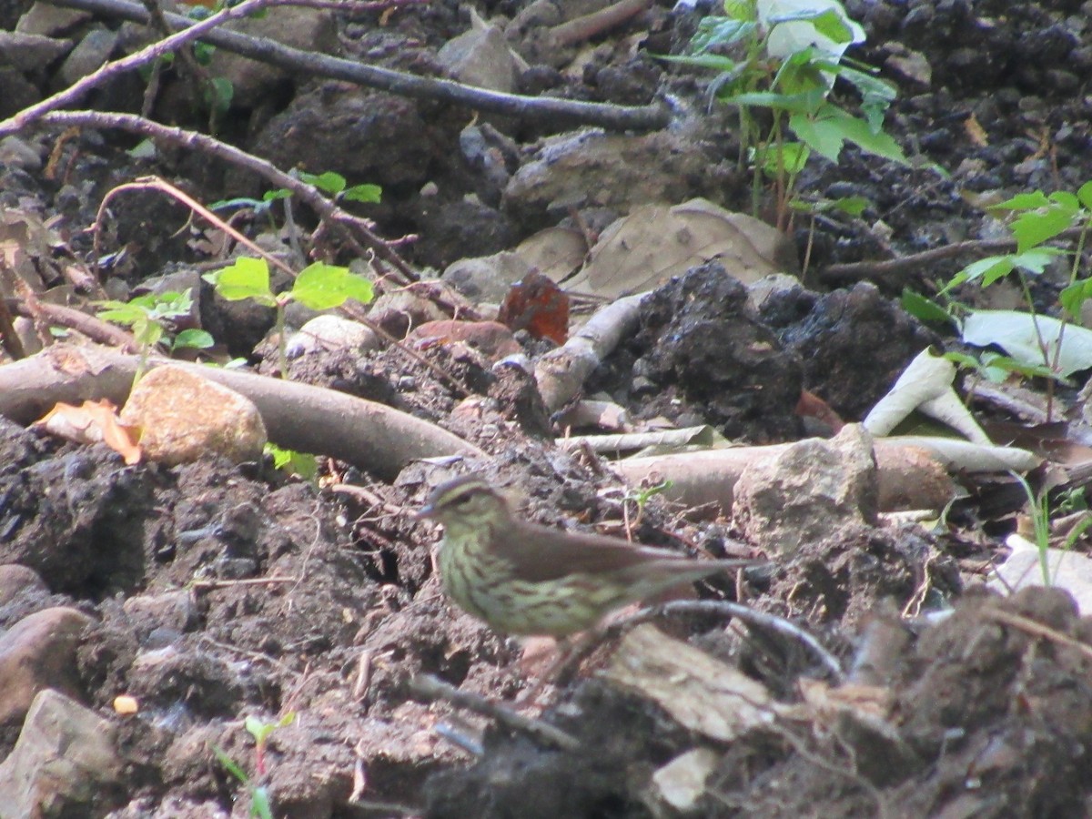 Northern Waterthrush - ML619780240