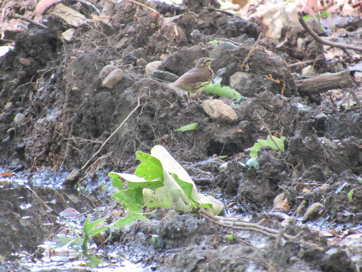 Northern Waterthrush - ML619780241